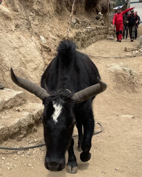 尼泊爾EBC馬牛螺羊動物寫真-山屋-協作-美食2789020