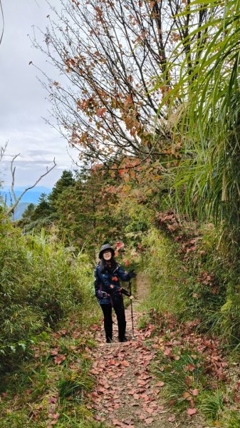 神阿縱走~台灣難抵極~大塔山2971504