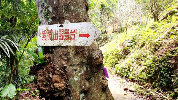 三峽紫微山，紫微聖母環山步道，土城桐花公園，五尖山，原住民族生態公園，龍潭大平紅橋，三坑自然生態公園1746446