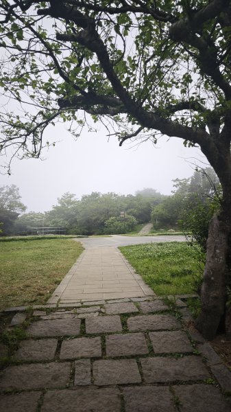 2025-0505 觀音山土路追桐花+牛港稜步道2781389