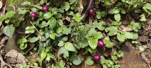 2025/07/06_金牌縱走(觀音洞出發小O型)2829115