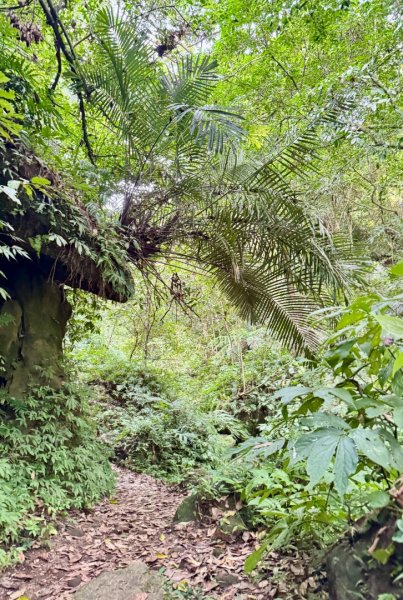 鳴鳳山古道群走鳴鳳山 三湖山吃仙草冰2923292