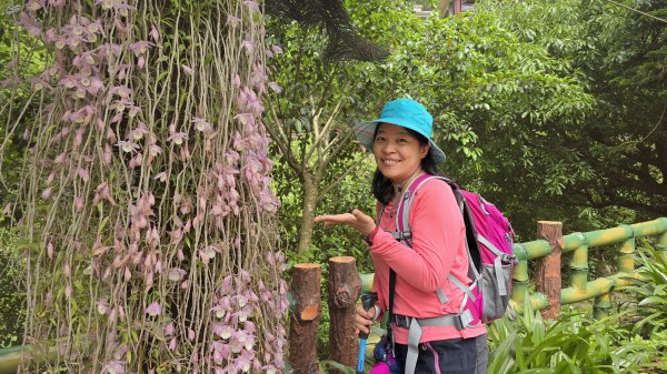 陽明山冷門好走步道平溪步道，欣賞石斛蘭瀑布不用去南部，無敵展望鵝尾山水田，涼爽好走狗殷勤古道。