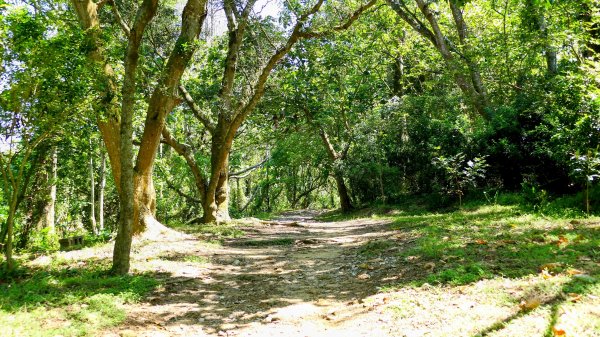 三汀山,苗圃,蝙蝠洞2787348