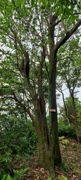 暖暖-頂寮山越嶺道1330548