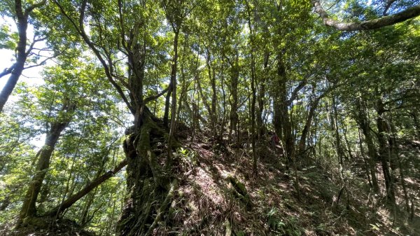 115/6/21-魯東高島縱走(魯壁東穗出高島）3078877