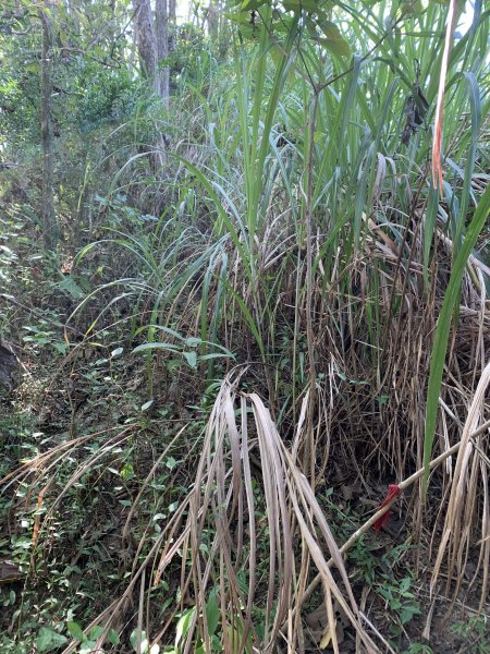 20251115台南大尖山2938086