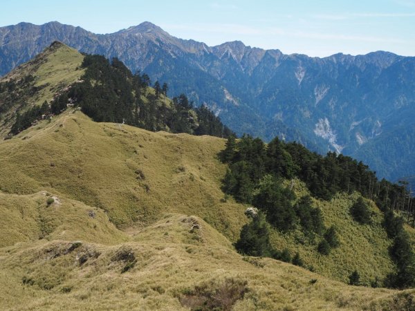 合歡山小奇萊步道高山杜鵑盛宴20190418567435