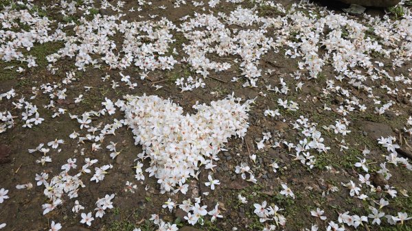 今年最美賞桐花秘境，瑪西賞桐步道，基隆七堵富民親水公園對岸。瑪陵坑溪秘境，台版亞馬遜雨林，苓蘭生態公2782125
