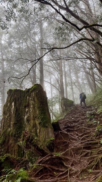 穿羅紗的「加羅湖」2943923