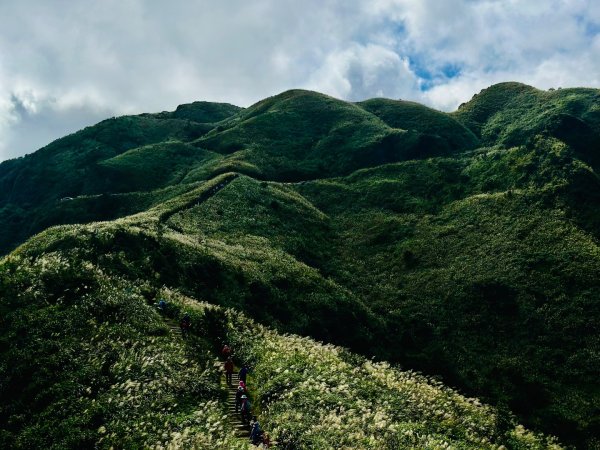 黃金三稜賞芒花2950885