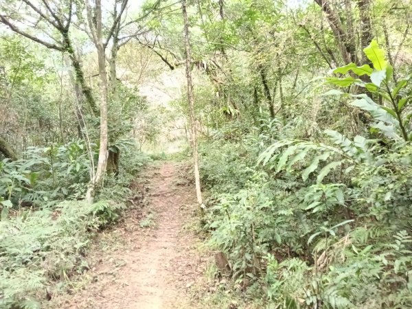 雙溪區石壁坑橋+平林山+武山煤礦土地公+上林山稜線+彎穹越嶺古道+石壁坑橋O型2991297