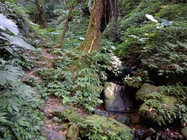 坪林區南闊瀨行(枋山坑古道+枋山坑崙+闊瀨越嶺保甲路O型)2916768