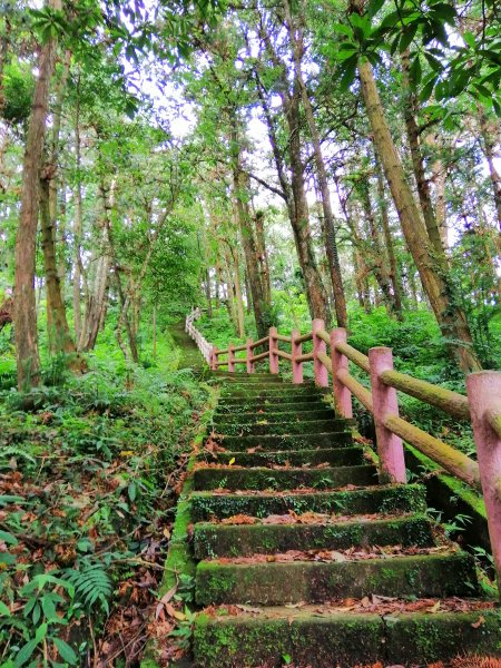 悠悠古道森林浴。 鳴鳳山遊憩區735647