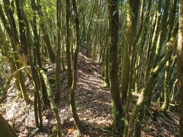 屯野生台山、石麻達山、錦屏山1549131