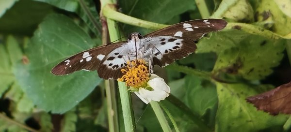 2025/05/31_烘爐地登山步道(南勢角山)2801419