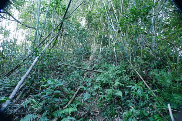 新北 三峽 內詩朗山、金平山2950920