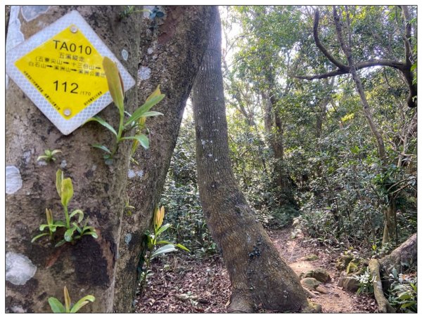 頭寮山、內湳溝山、牛角湳西南峰O型連走2738961