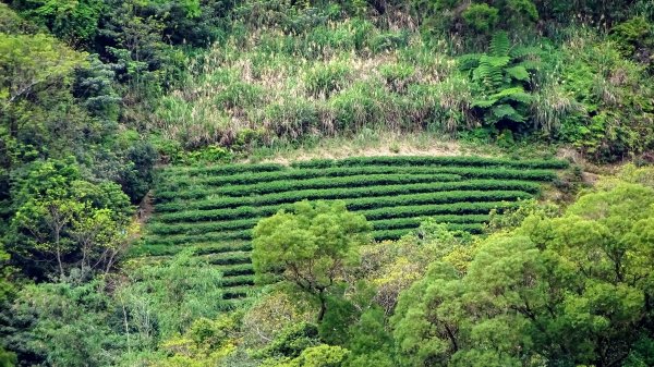 土白公路版1662790