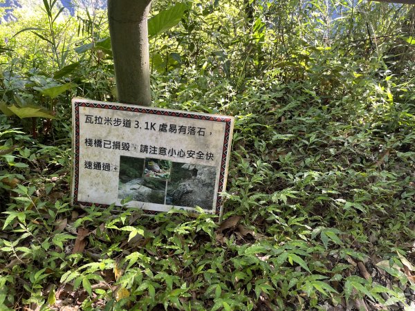 [玉山尋寶任務-03/12] 2025_0810 瓦拉米步道2857505