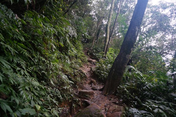 二格山登山步道1911681