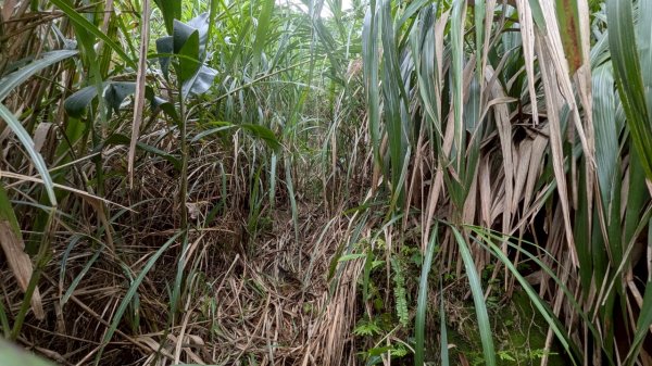 114.06.08門牙岩之O型2806621