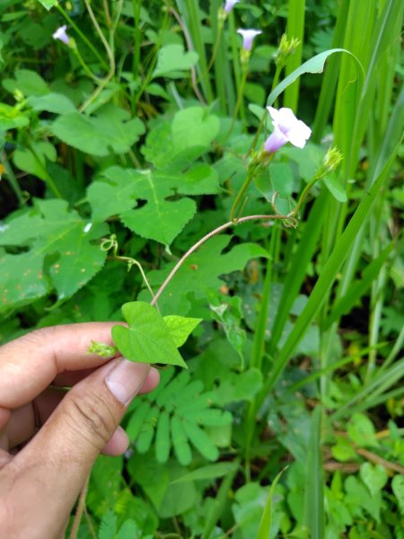 唐子恩山 廢棄油礦2919015