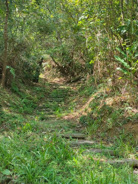 ［大嶺古道，大石壁坑山，龍字碑，五酒桶山］2250570