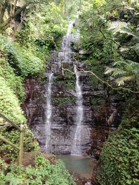 汐止區大尖山櫻花+秀峰瀑布O型3009368