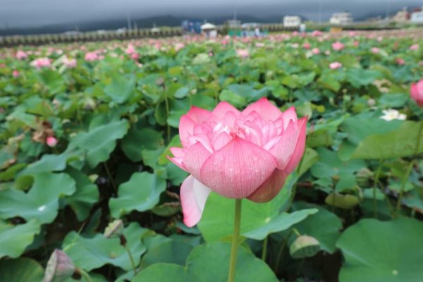 淡水 屯山里石頭厝荷花 ，金山清水濕地牡丹蓮。漫步在大屯溪畔   欣賞大屯溪出海口 六塊厝漁港石滬群2183763