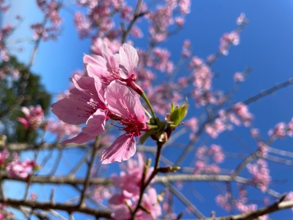 復興鄉悠然秘境櫻花🌸林野餐🧺2722975
