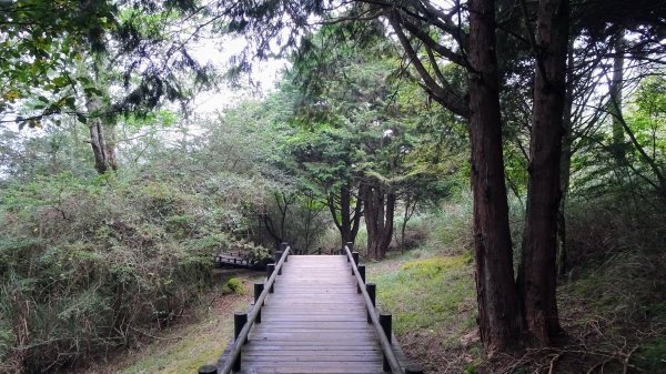 觀霧森林雲霧步道2290393