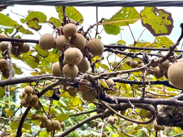 清泉 雪霸農場 野馬瞰山2925878