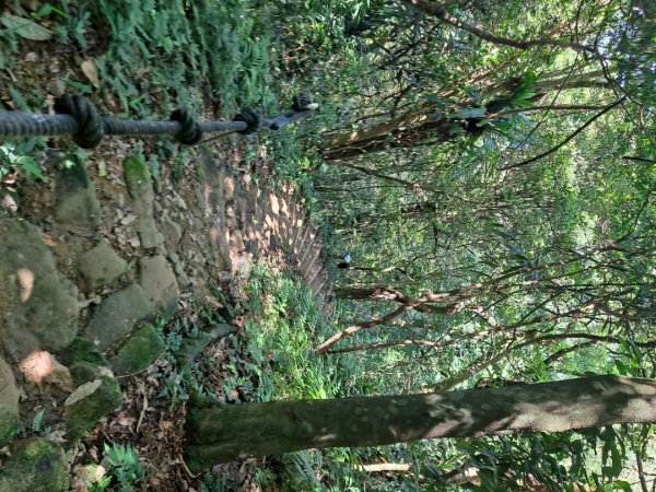 20230911淡蘭古道中段：五分山步道-暖東舊道2446802