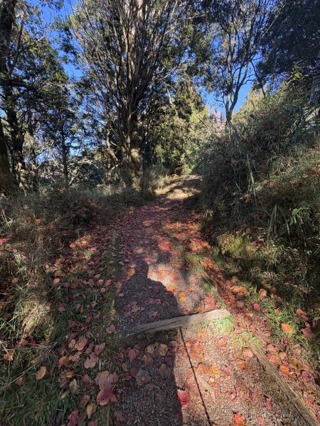 20251225塔山步道(大塔山)2970364