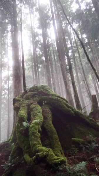 北橫第一高峰～巴博庫魯山O型走364100