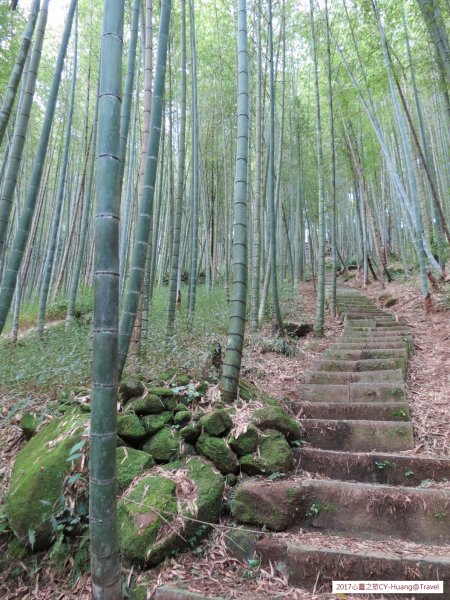 《南投》竹林銀杏｜鹿谷長源圳古道、大崙山銀杏森林、武岫201709212890489