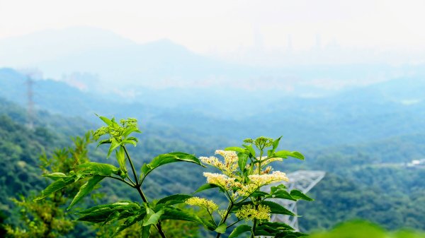 翼豆（楊桃豆）3067610