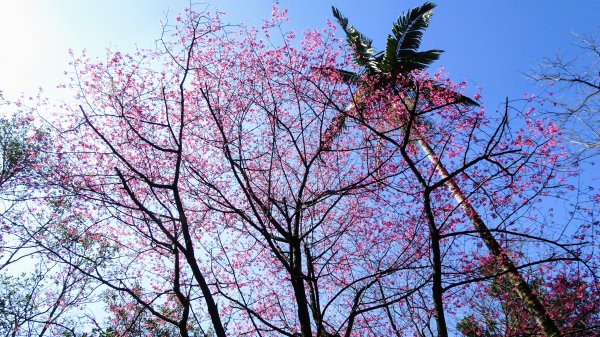 春天的顏色1279665