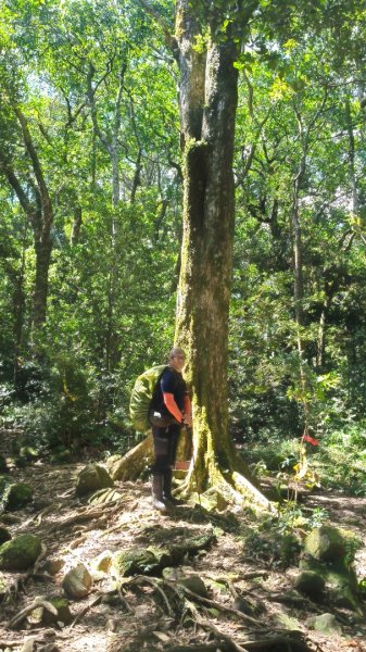 外鳥嘴蓮包山O縱2893184