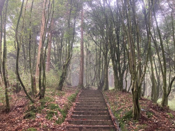 檜山巨木群森林步道2316112