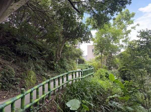 [微笑山線_第二段] 2026_0725 大棟山系_百年大榕樹3101577