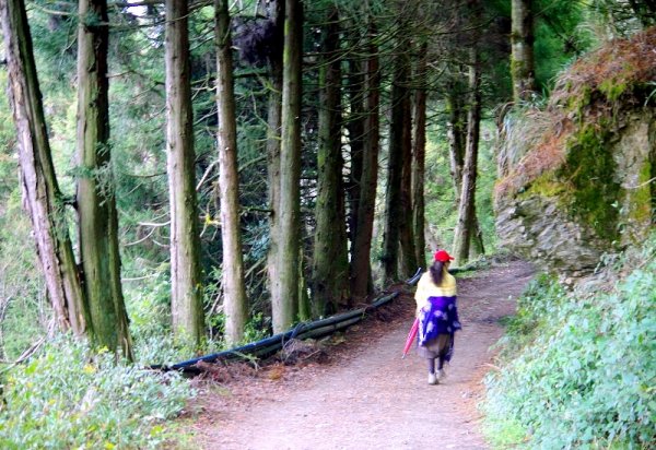 山風15度C吹拂 ~ 合歡溪 步道1551817