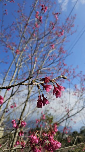 240131-午後輕鬆走訪日月潭四秀，小百岳#049貓囒山。美美兔的寒假作業。2416147