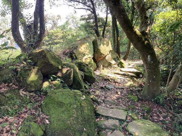 大棟山登山步道2496086