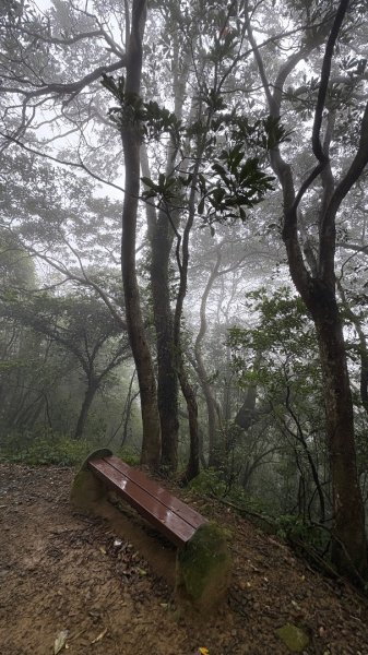 樟之細路龍潭關西「十連峰」2960659