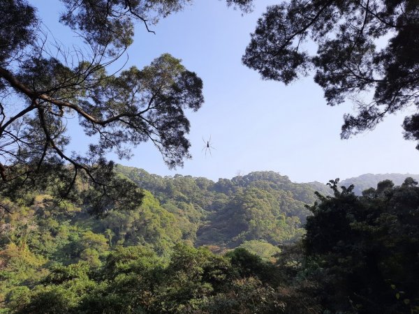 《彰化》田中森林登山步道O型202011221179706