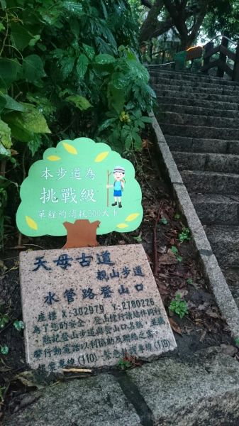 天母水管路步道～台灣獼猴不期而遇315844