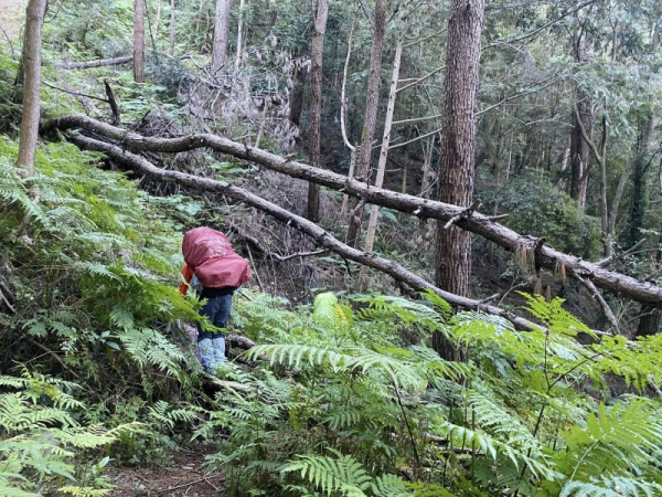 【南投】遠得要命奧萬大三怪之烏帽子山