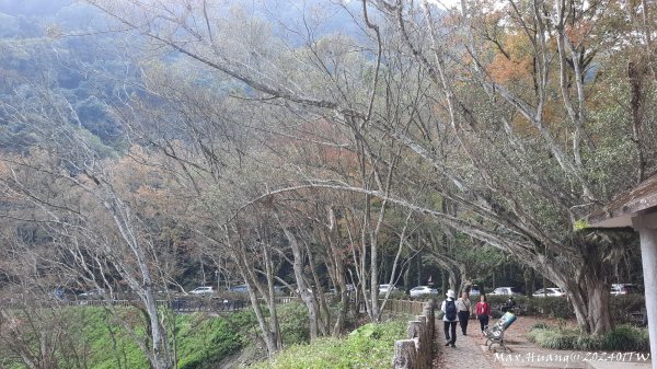 《桃園》楓林賞楓｜石門水庫楓林步道及槭林步道202401062397624